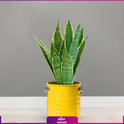 سانسوریا ابلق با گلدان لاین (55-65 سانتی)