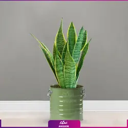 سانسوریا ابلق با گلدان لاین (55-65 سانتی)