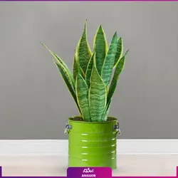 سانسوریا ابلق با گلدان لاین (55-65 سانتی)