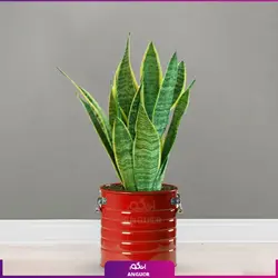 سانسوریا ابلق با گلدان لاین (55-65 سانتی)