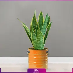 سانسوریا ابلق با گلدان لاین (55-65 سانتی)