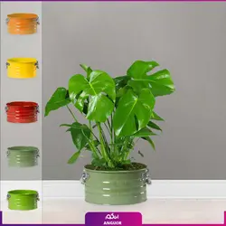 گل گلدانی برگ انجیری