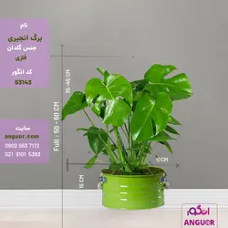 گل گلدانی برگ انجیری