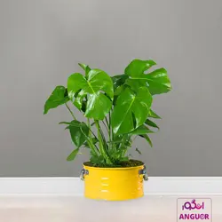 گل گلدانی برگ انجیری