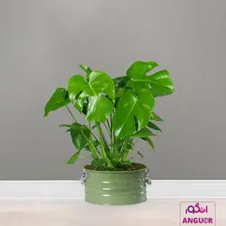 گل گلدانی برگ انجیری