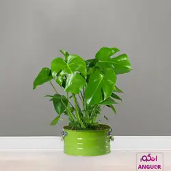 گل گلدانی برگ انجیری