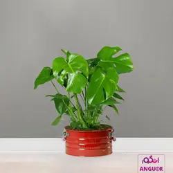 گل گلدانی برگ انجیری