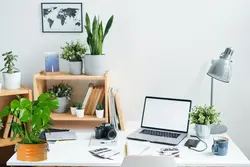 گل گلدانی برگ انجیری