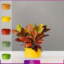 گل  کروتون با گلدان لاین