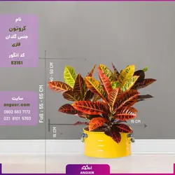 گل  کروتون با گلدان لاین