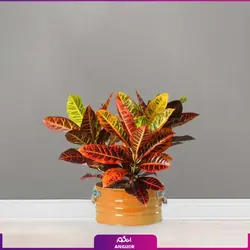 گل  کروتون با گلدان لاین