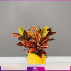 گل  کروتون با گلدان لاین