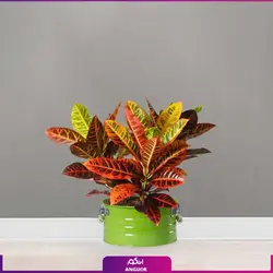 گل  کروتون با گلدان لاین