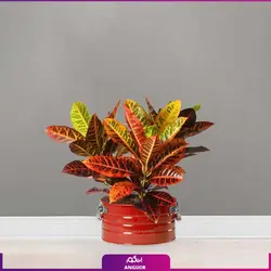 گل  کروتون با گلدان لاین