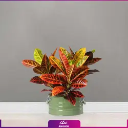 گل  کروتون با گلدان لاین