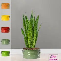 گلدان سانسوریا سبز