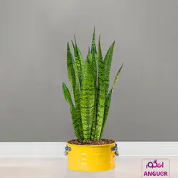 گلدان سانسوریا سبز