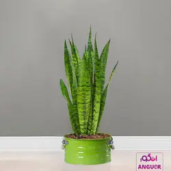 گلدان سانسوریا سبز