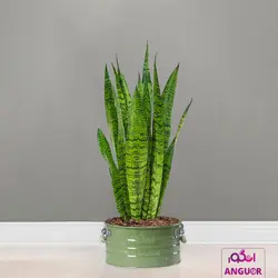 گلدان سانسوریا سبز