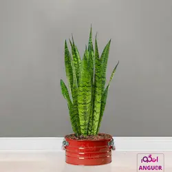 گلدان سانسوریا سبز