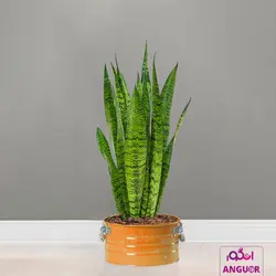 گلدان سانسوریا سبز