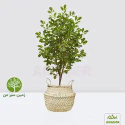 درخت بلوط برای زمین سبز (گرامی داشت)