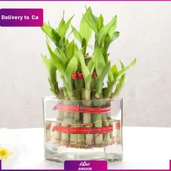 گیاه بامبو (ارسال گل به کانادا) | انگور