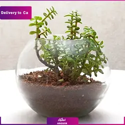 تراریوم (ارسال گل به کانادا) | انگور