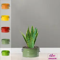 گلدان سانسوریا ابلق