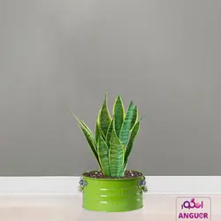 گلدان سانسوریا ابلق