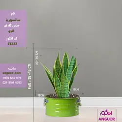 گلدان سانسوریا ابلق