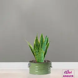 گلدان سانسوریا ابلق