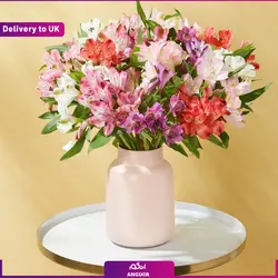 رز مینیاتوری قرمز کریسمس (ارسال گل به انگلستان)