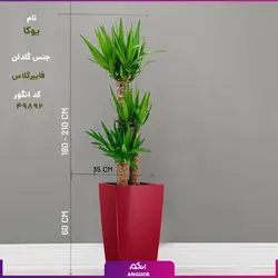 خرید گلدان VIP فایبر گلاس مستطیل رنگ قرمز با یوکا سه شاخه بزرگ (180- 210سانتی)| انگور