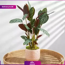 گلدان کالاته آ (ارسال گل به انگلستان) | انگور