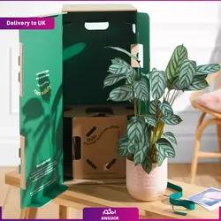 گلدان کالاته آ (ارسال گل به انگلستان) | انگور