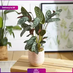 گلدان کالاته آ (ارسال گل به انگلستان) | انگور