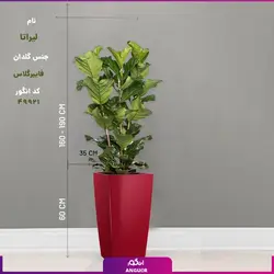 خرید گلدان هدیه لوکس فایبر گلاس با فیکوس آفریقایی لیراتا (140 - 160سانتی) زیر گلدانی چرخدار