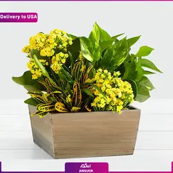 گلدان سانسوریا(ارسال گل به آمریکا) | انگور