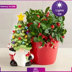 گلدان مار زنگی (ارسال گل به آمریکا) | انگور