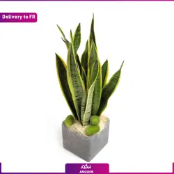 گیاه آپارتمانی سانسوریا (ارسال گل به فرانسه) | انگور