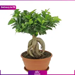 گیاه آپارتمانی پیله آ (ارسال گل به فرانسه) | انگور