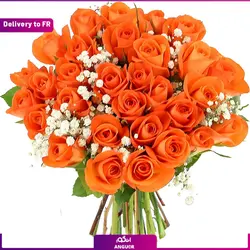 گل کریسمس (ارسال گل به فرانسه) | انگور
