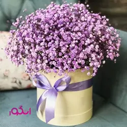 باکس گل ژیسوفیلا (گل عروس) | انگور