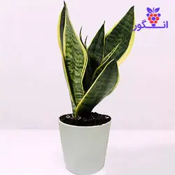 گیاه گلدانی Sansevieria (دبی و امارات) | انگور