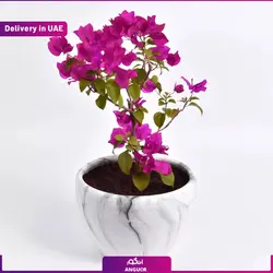 گیاه گلدانی Pink Bougain Villa (دبی و امارات) | انگور