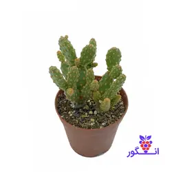 کاکتوس راکتی مینیاتوری ( Opuntia Microdasys Rufida Minima )