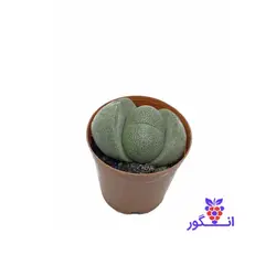 سنگ زنده ( Pleiospilos nelii ) | انگور