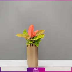 گلدان هدیه لوکس بزرگ فیلودندرون شاهزاده (120- 130 سانتی)