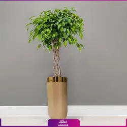 گلدان هدیه VIP فایبر گلاس با فیکوس بنجامین تنه بافت (180 تا 210 سانتی) + زیر گلدانی چرخدار